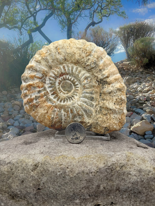 Ammonite Fossil // 66-400 Million Years Old